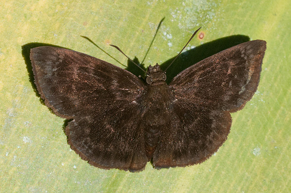 Ouleus fridericus  7405