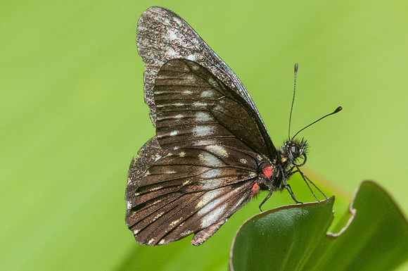 Catasticta_DSC7428