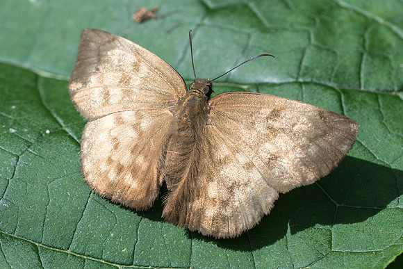Achlyodes pallida-2600 - Mesa de los santos - 15/05/19