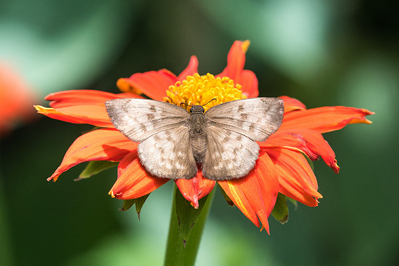 Achlyodes pallida-2604 - Mesa de los santos - 15/05/19