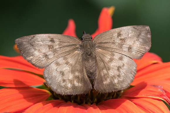 Achlyodes pallida-2609 -Mesa de los santos - 15/05/19