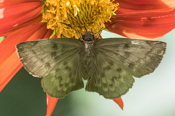 Achlyodes pallida-2662 Mesa de los santos - 15/05/19