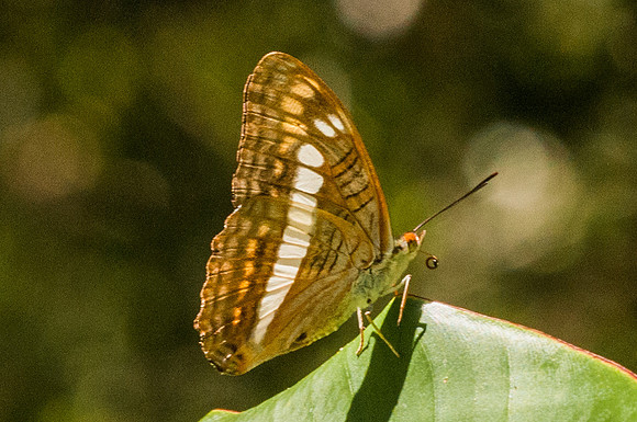 Adelpha alala-6840 - Mesa de los santos - 29/07/15