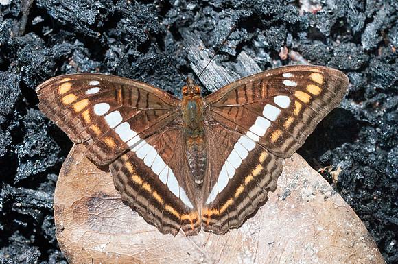 Adelpha alala-6915 - Mesa de los santos - 25/07/15