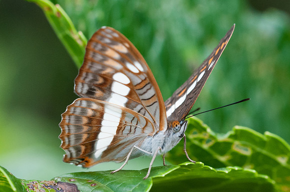 Adelpha alala-8709 - Mesa de los santos - 29/07/15