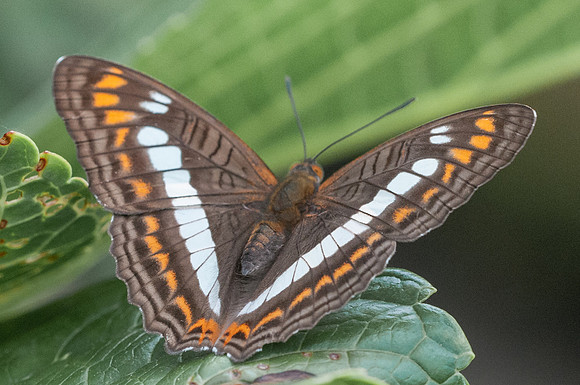 Adelpha alala-8714