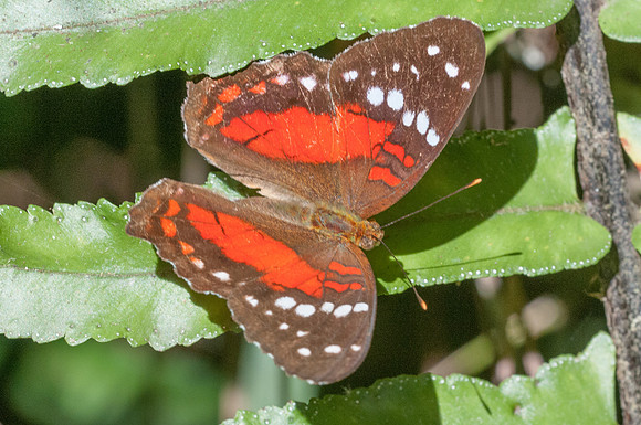 Anartia amathea-7635