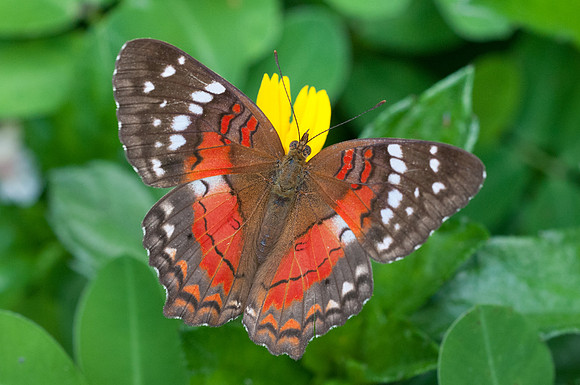 anartia amathea-9941