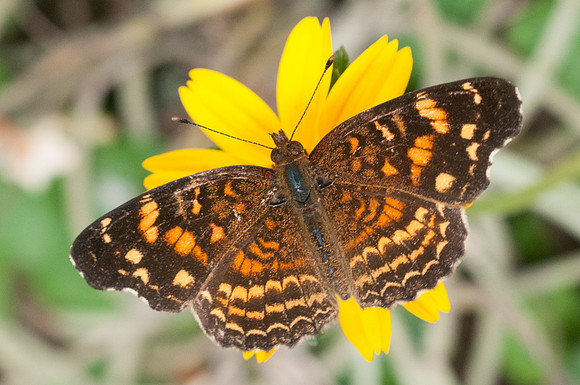 Anthanassa acesas-6061 - San Gil - 24/07/15