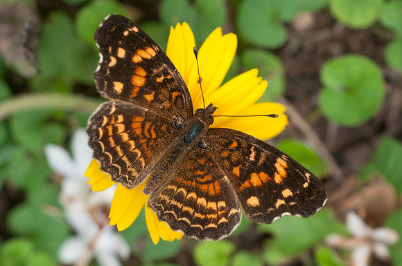 Anthanassa acesas-6090 - San Gil - 24/05/15
