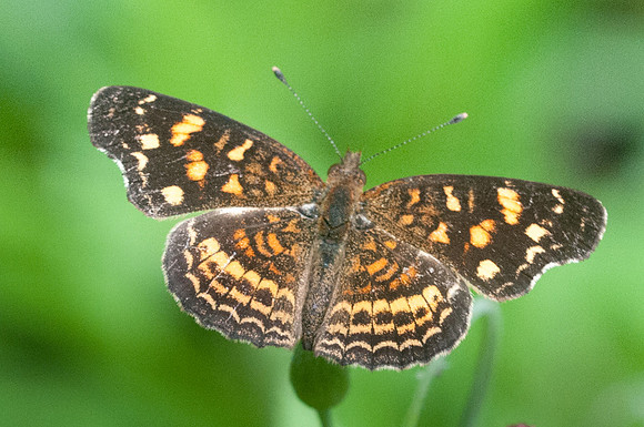 Anthanassa acesas-6182 - San Gil - 24/07/15