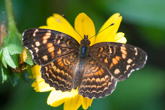 Anthanassa acesas-6278 - San Gil - 24/07/15