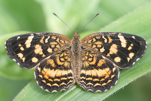 Anthanassa tulcis -3087 - 16/06/19