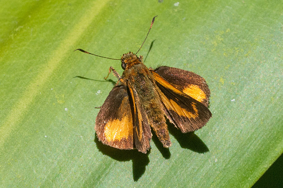 Anthoptus epictetus -7408 - mesa de los santos - 26/07/15