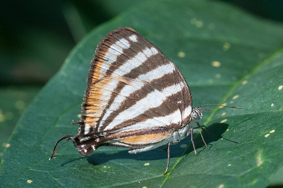 Arawacus lincoides-9570 - Bucaramanga - 31/07/15