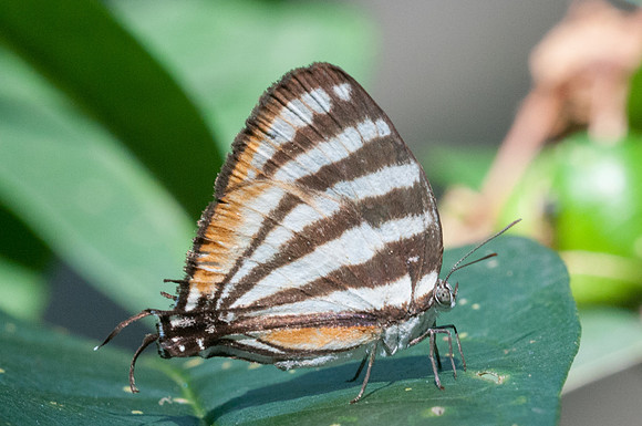 Arawacus lincoides-9574 - Bucaramanga - 31/07/15