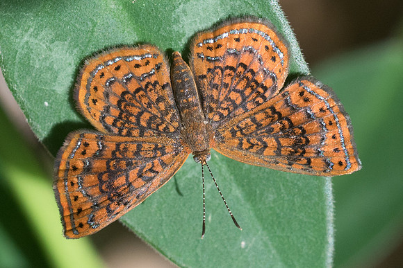 Calephelis shausi-3402