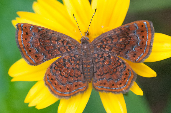 Calephelis sp -6204 - San Gil - 24/07/15