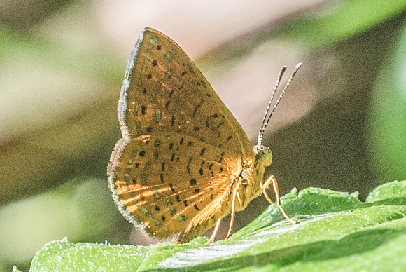 Calephelis sp-3403