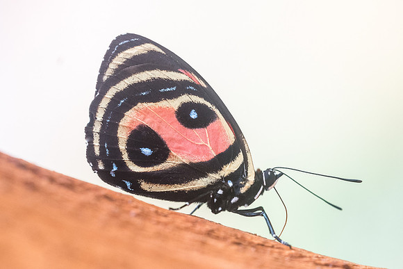 Callicore pitheas-9504  - Rio claro Doradal - 10/05/19
