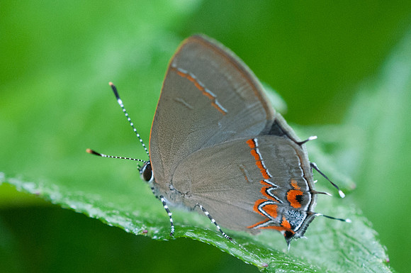 Calycopis isobeon - 1/08/15