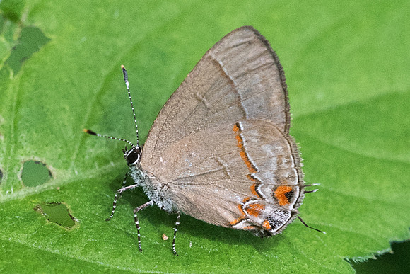 Calycopis isobeon-1833 - Mesa de los santos - 14/05/19