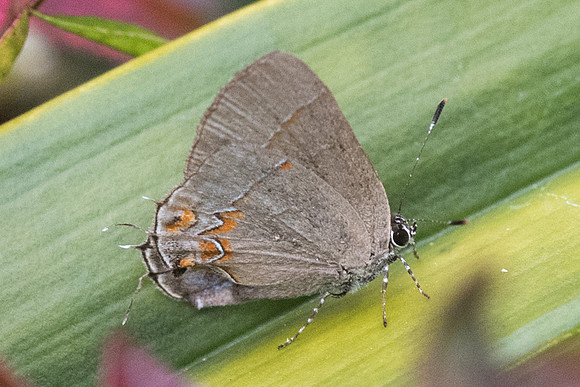 Calycopis sp-1797 - mesa de los santos - 14/05/19