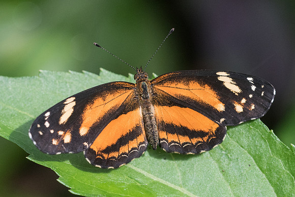 Castilia eranites ♀-2288 - Hacienda roble - mesa de los santos - 15/05/19