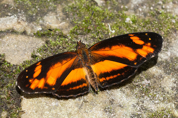 Castilia eranites-6725 -Hacienda roble - mesa de los santos - 25/07/15
