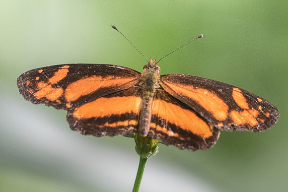 Castilia eranites-2248 - Hacienda roble - mesa de los santos - 15/05/19