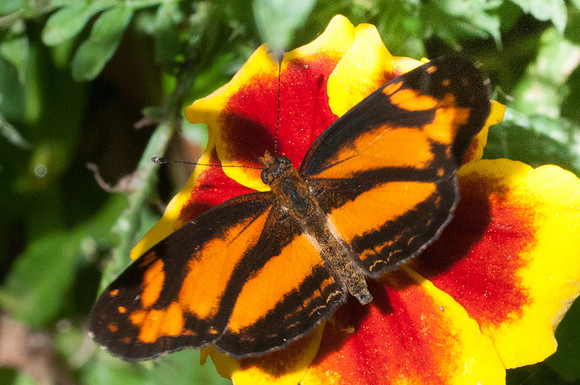 Castilia eranites-9065 - Hacienda roble - mesa de los santos - 29/07/15