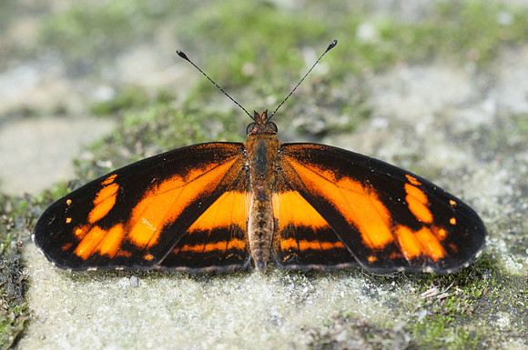 Castilia eranites ♂-6762 Hacienda roble - mesa de los santos - 25/07/15
