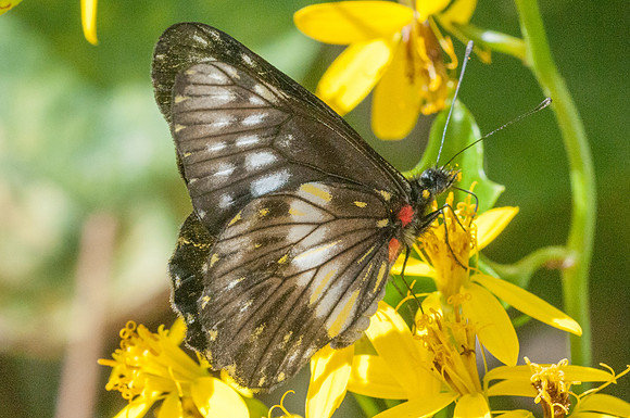 catasticta flisa-4306 - Villa de Leyba - 20/07/15