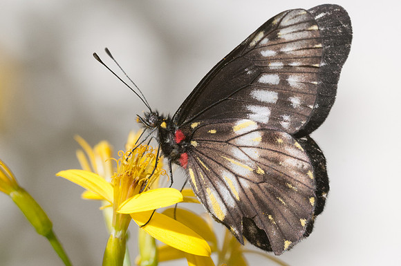 catasticta flisa-4315 - Villa de Leyba - 20/07/15