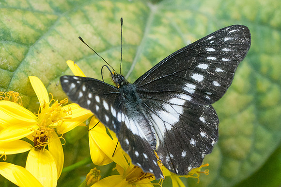 catasticta flisa-4335 - Villa de Leyba - 20/07/15