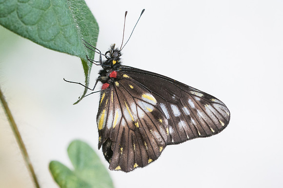Catasticta flisa-4358 - Villa de Leyba - 20/07/15