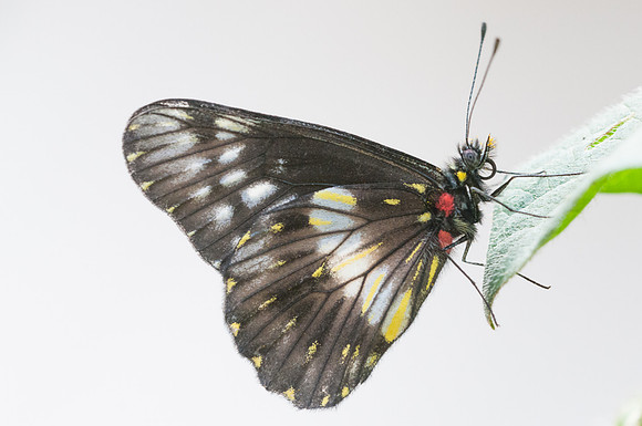 Catasticta flisa-4363 - Villa de Leyba - 20/07/15
