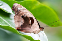 Catonephele numilia-3