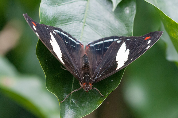 Catonephele numilia-