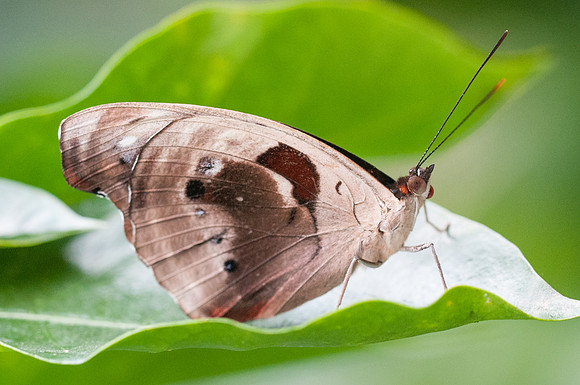 Catonephele numilia-4