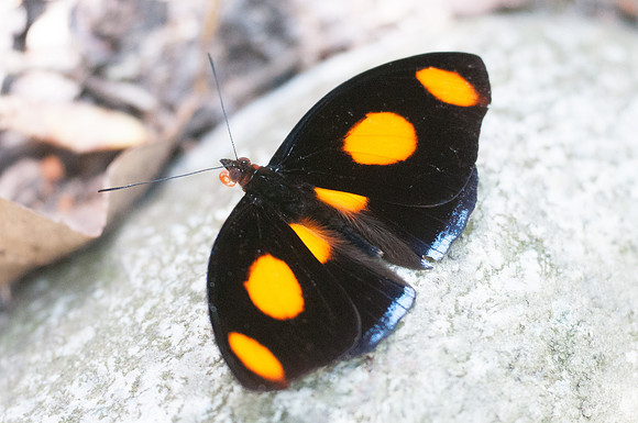 Catonephele numilia-6686
