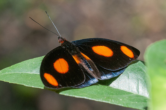 Catonephele numilia-7472