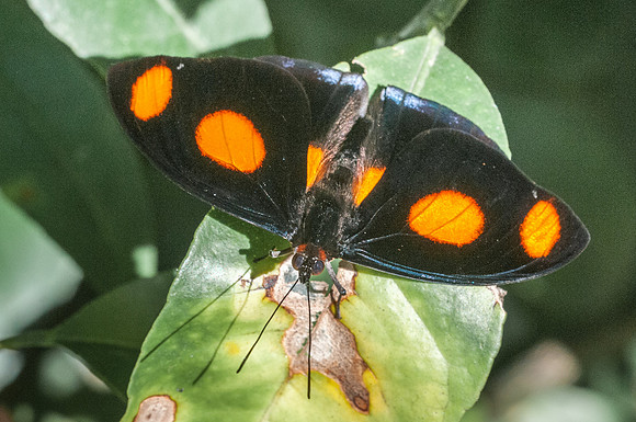 Catonephele numilia-7480
