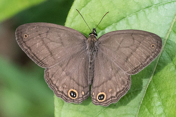 Cissia pompilia 1925 - Mesa de los santos - 14/05/19