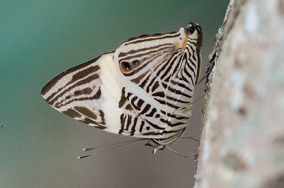 Colobura dirce-8523 - Mesa de los Santos - 28/07/15