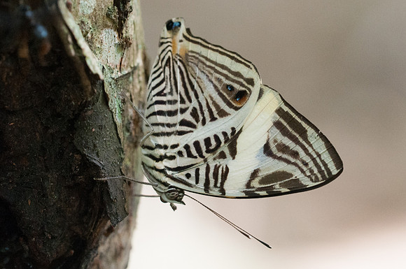 Colobura dirce-8544 - Mesa de los Santos - 28/07/15