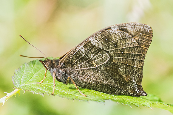 Corades medeba columbina-7443 - Manizales - 7/05/19