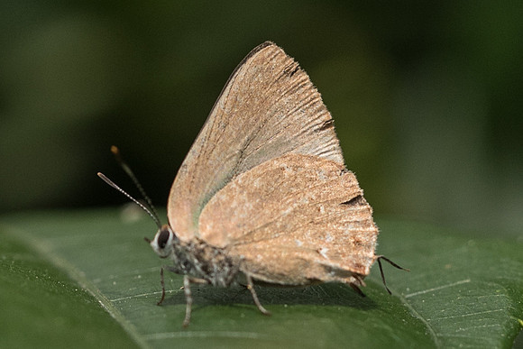 Cyanophrys herodotus-2437 - Mesa de los santos - 15/5/19