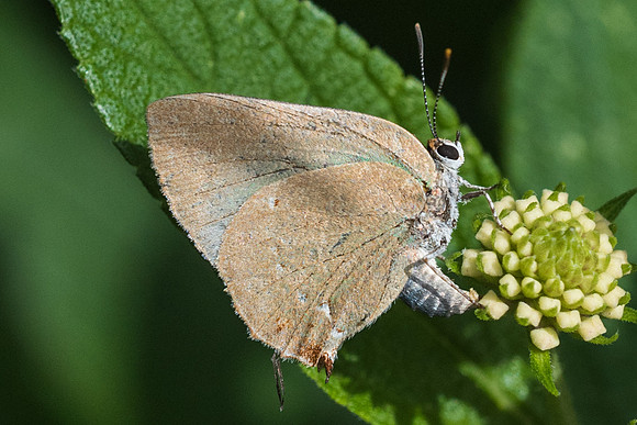 Cyanophrys herodotus-2485 - Mesa de los santos - 15/05/19
