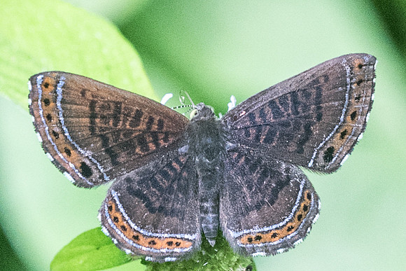 Detritivora barnesi-2945